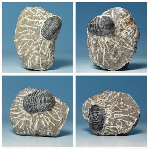 Variety of Moroccan trilobite fossils have patches of rough paleontological specimens of animals imported Collectibles
