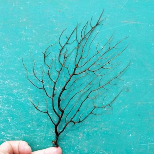 Aquarium landscape artware DIY handcraft black Coral Aquario Aquarium Decoration ornamentation Natural Amtipathes sp specimen