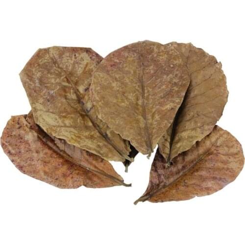 Grade A Natural Terminalia Catappa Foetida Leave Island Almond Leaf Crystal Shrimp Cleaning/Treatment Water Quality 10 pcs/bag