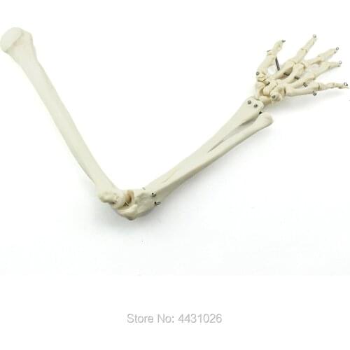 ENOVO The bone model of the human body is the bone model of the human body