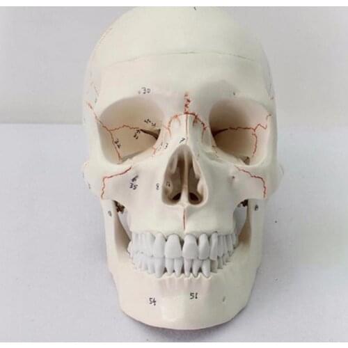 Life Size Art Craft Statue With sign human Skeleton skull anatomy model Medical anatomical skull Science Teaching Supplie