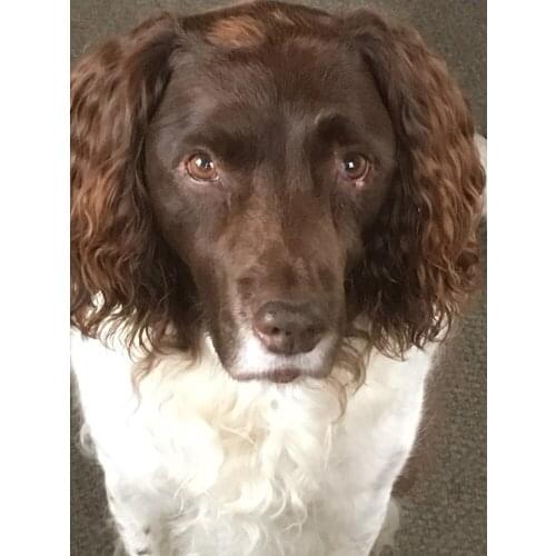 Diamond Embroidery dog Full Drill DIY Diamond Painting animal 3D Square Rhinestone Diamond Mosaic Furniture decoration painting