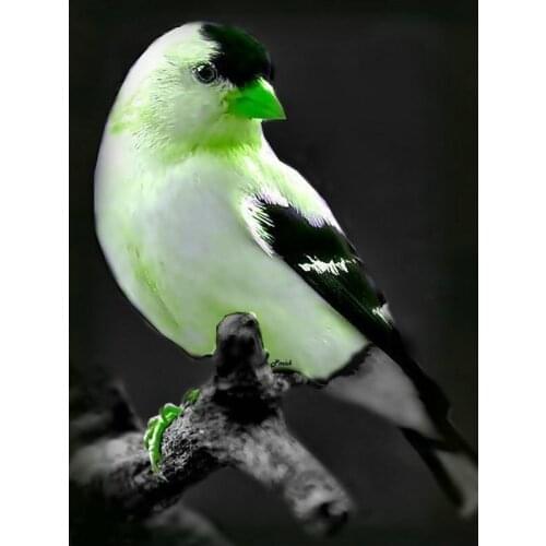 5d round /square Diamond Mosaic Diy Diamond Embroidery Animal green bird paste full cross stitch kit Diy Diamond painting