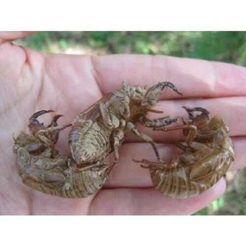 Real Cicada Shell 300 pics appro 80g Cicada Shells Creepy Bug Skins, Goth, Science, Halloween