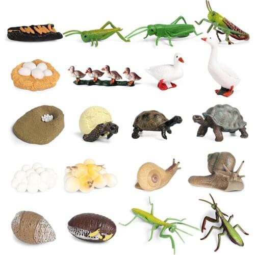 Animal Figurines Models Growing Process Enlightenment Toys Furnishings Wild Animals Knowledge Science,Home Entertainment
