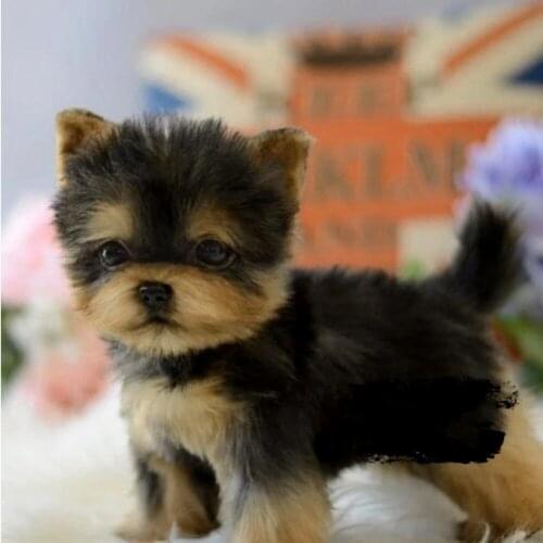 Cute Realistic Yorkie Dog Simulation Toy Dog Puppy Lifelike Stuffed Companion Toy Pet Dog Handcrafted