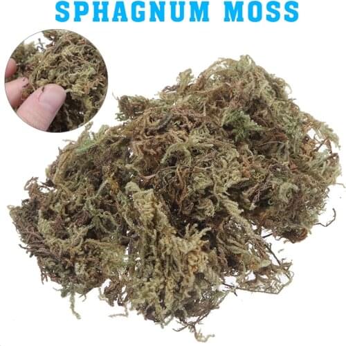 Natural Dry Organic Matter Terrarium Sphagnum Moss Orchids For Potted Plants Decoration Supplies DIY Soil Free Gardening