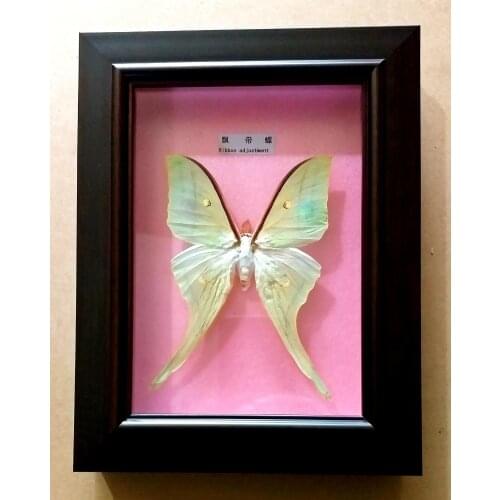 Butterfly Specimen insect speciment education model Home Decoration Wedding Birthday Gift