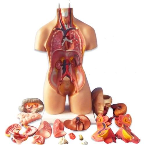 NEW 4D Anatomical Assembly Model of Human Organs for Teaching Education School