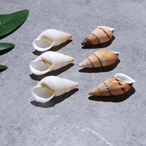 100PCS snail natural seashell collection specimen Natural small conch