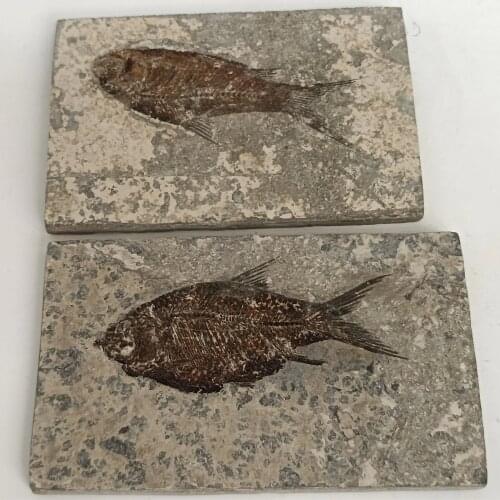 Natural Jianghan fish Tail Fossil Ancient Fossils Teaching Specimens Collection 1pc