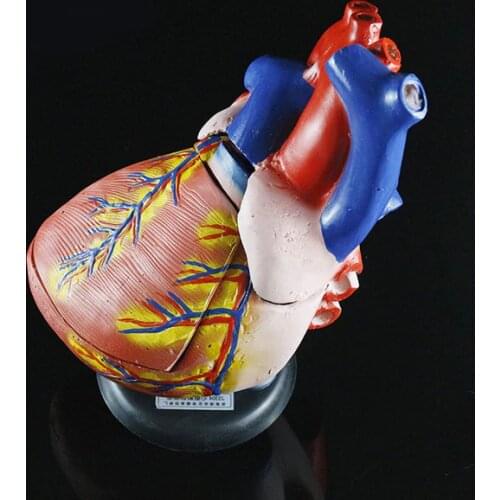 3X Enlarged heart anatomy model large atrium ventricle biomedical teaching instrument educational model