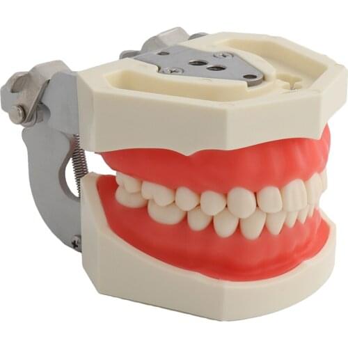 Teeth Model Standard Adult Dental Model Teaching Demonstration Soft Gum 28pcs