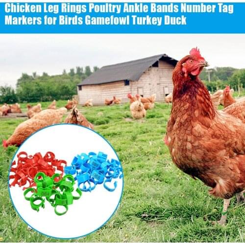 100Pcs/set Chicken Leg Rings 20 Mm Poultry Ankle Bands Number Tag Markers 3 Colors For Birds Game Fowl Turkey Duck