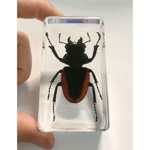 FREE SHIPPING Discount Sale Creative MO 1 fashion Specimen Books Tools Home Decorative Gift