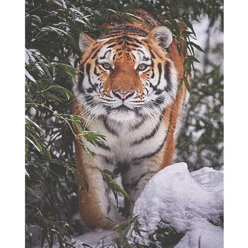 Diamond Painting Full Drill square/round A Tiger In The Snow Mosaic DIY Diamond Painting Cross Stitch Embroidery Home Decor