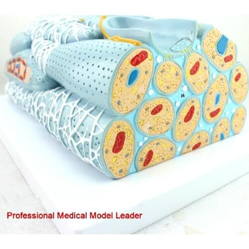 10000 times Myocardial tissue model myocardial cell myocardial engineering microscopic model heart model