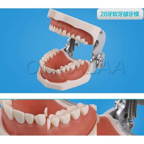 New Dental 28 pcs standard Teeth Model for Dental Practice use Dental All Removable Teeth Model
