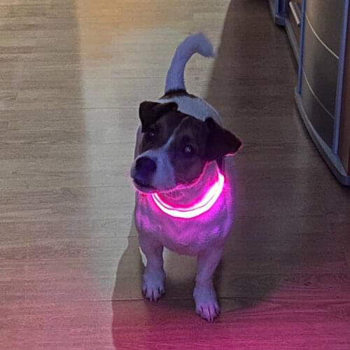 Moyokiwa Collars, Harnesses And Leashes