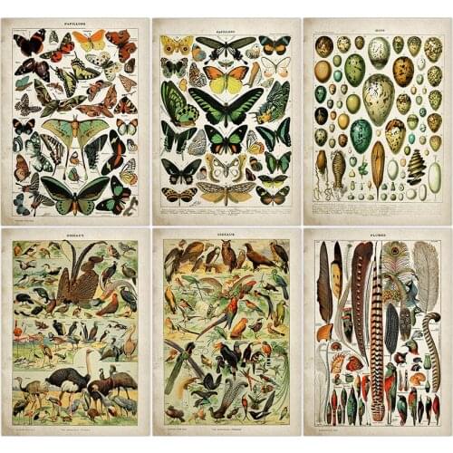 Buttferflies Vintage Poster Bees Insects Birds Plumes Feathers Eggs Wall Art Posters and Prints Adolphe Millot Kraft paper