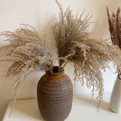 Dried flowers Pampas grass home decor pampasgrass diy craft kitchen decroation crafts garden home accessories wedding easter
