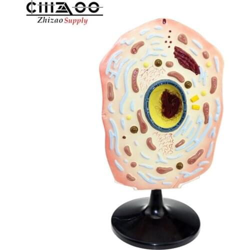 Biological advanced plastic medical animal cell model for school teaching model
