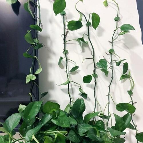 10/20/30Pcs Invisible Plants Bracket Plant Root Fixed Buckle Leaf Clips Vine Climb Wall Fixture Garden Rattan Traction Holder