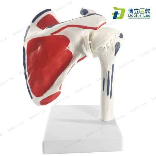 1:1 Life-sized 2parts Detachable Human Shoulder Joint Model Clavicle Shoulder Arthroscopy Surgery Demonstration Bone Model
