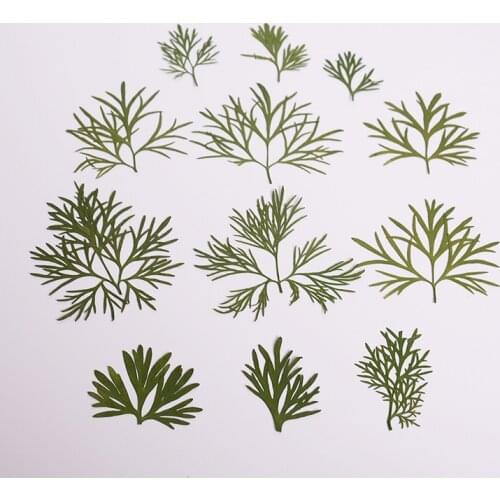 18PCS,Nature Pressed Flower,Real Eternal Leaves for DIY Wedding invitation Bookmark Card and Photo Gift Decoration,Facial Decor