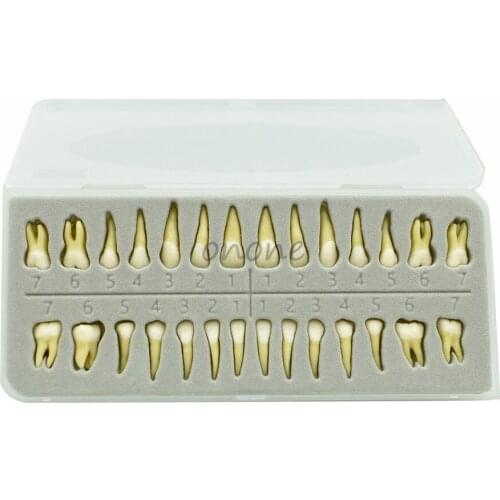 1:1 Dental 28 pcs Demonstration Permanent Teeth Teach Study Model Dental Implant Dentist Practice Product