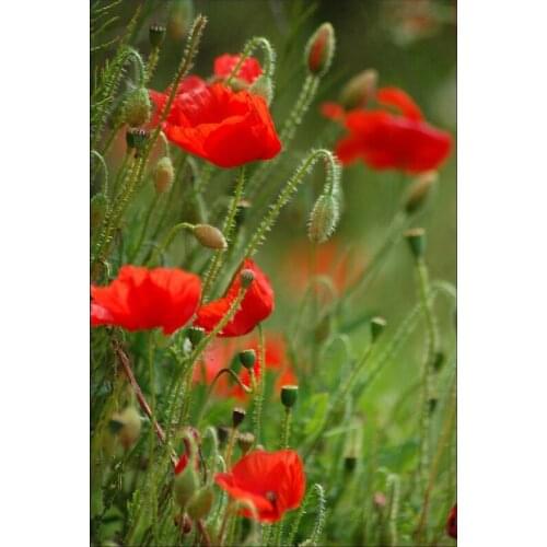 Hot red Poppies field printed as home decoration wall art , Amazing nature art painting printed on cotton canvas free shipping