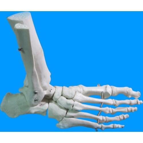 Vertebral disc model 45 cm 1:1 adult flexible lumbar vertebra bending model human body model for massage yoga, etc