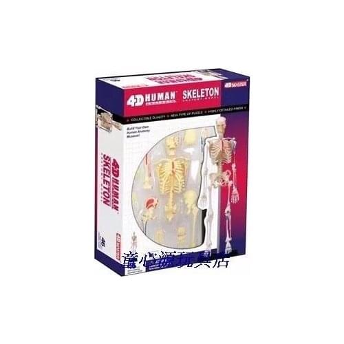 4D MASTER Human 46pcs assembled set model toy skeleton model whole body bone medical use 18.5*5.5*24cm free shipping