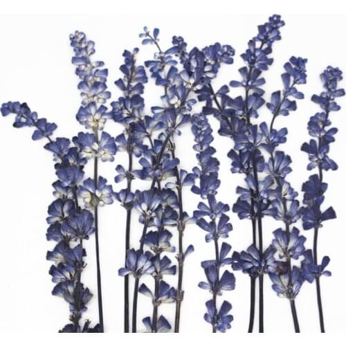 60pcs Sage dried flower real floral label non-lavender embossed DIY photo frame bookmark beauty