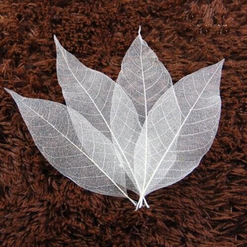 100 Pcs Natural Magnolia Skeleton Leaf Leaves Card Scrapbooking DIY Craft Used To Decorate Cards Candles Packages