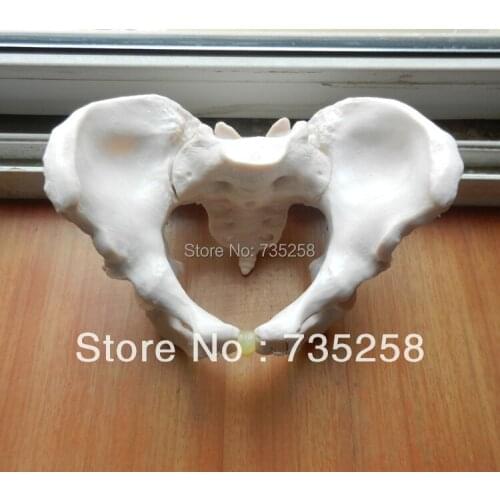 Adult Female Pelvis Natural big female pelvic model