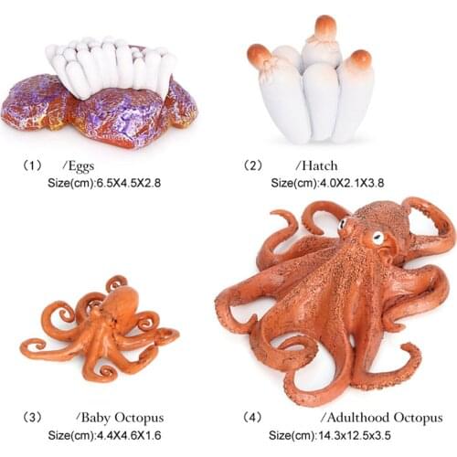 Lot of 4 Nature Octopus Growth Cycle Child Education Learning Teaching Toy