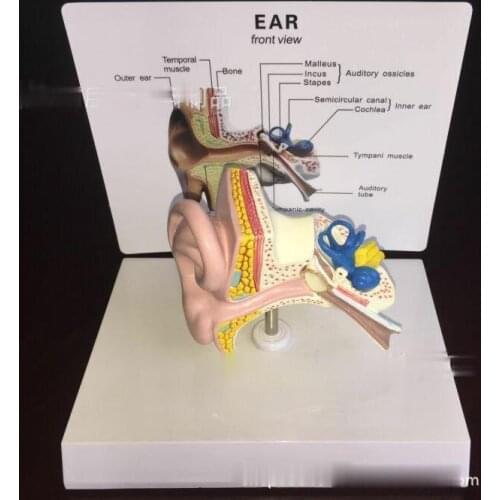 Human Ear Anatomical Model Medical Teaching Model