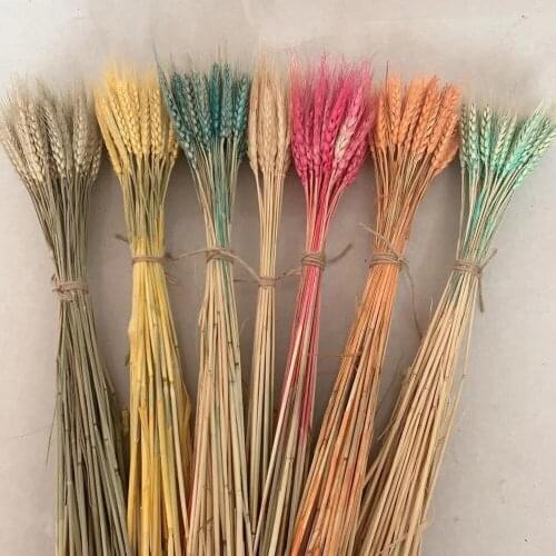 50pcs Dried flowers Ear of wheat Gold Wheat ears Window decoration Rural style shooting props home decor feng shui money tree