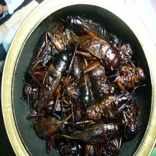 Pet Canned Cricket Feed for All Kind Of Carnivorous reptiles Water turtles Amphibious Turtles Maned Lion lizard