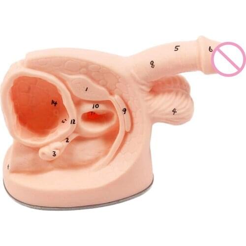 Urinary Catheter Model Male Internal and External Genital Anatomy Model Male Urinary Catheter Anatomy Teaching