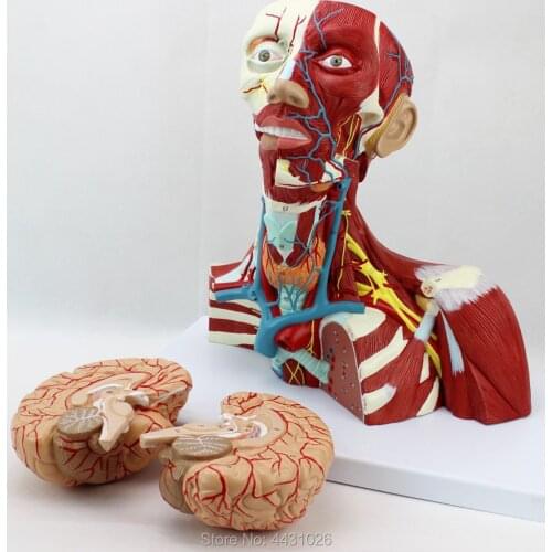 ENOVO The brain model of the brain model of the head and neck muscles of the brain