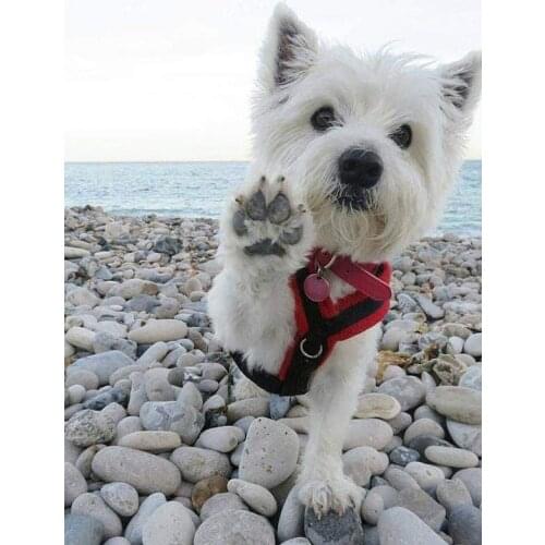 5D DIY Diamond Painting "White Dog On Stones" Diamond Embroidery Cross Stitch Rhinestone Mosaic Painting Home Decor KBL