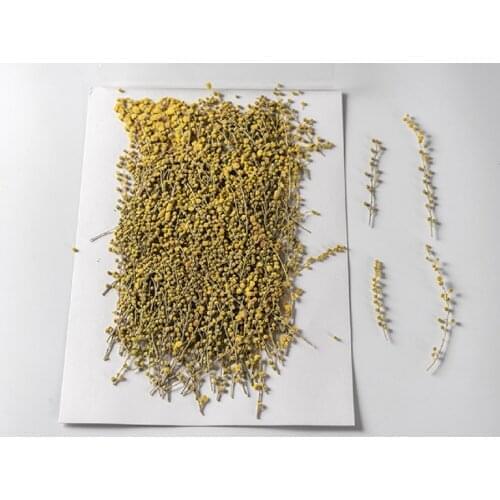 250pcs Pressed Dried Natural Yellow Flower Herbarium For Epoxy Resin Face Make UP Nail Art Jewelry Bookmark Phone Case DIY