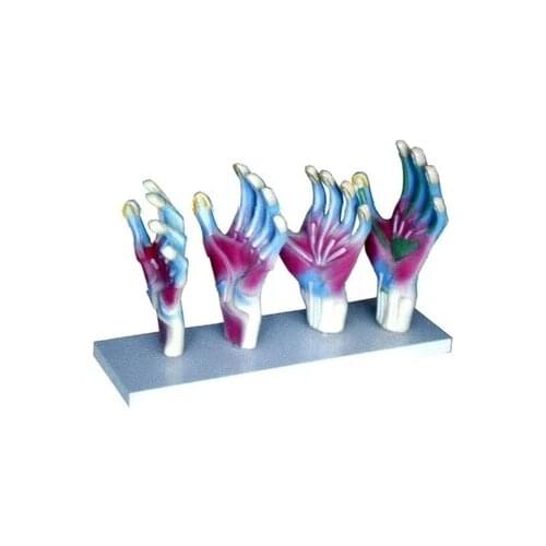 Local anatomical model of human hand muscle natural size free shipping