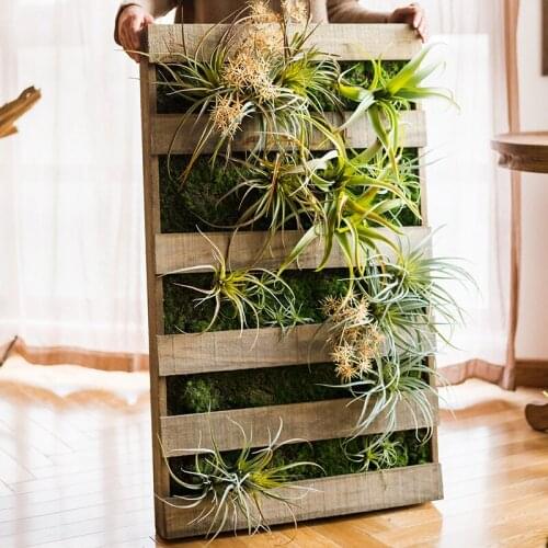 Green Plant Wall Tillandsia Wall Hanging Plant Photo Frame Succulent Plant Fern Background Wall