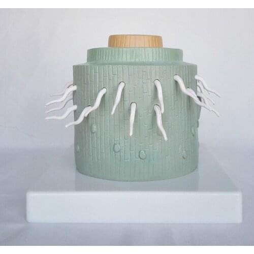 Dicotyledonous Dicotyledon Plant Zoom Model Plant Anatomy Plant Root Enlargement Anatomical Model Biology Teaching Model