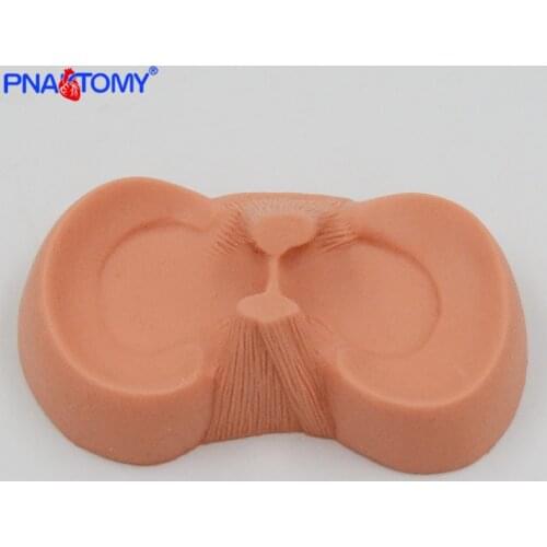 Meniscus Suture Model Life Size Human Demilune Menisci Medical Science Teaching Tool Anatomical Model Educational Equipment