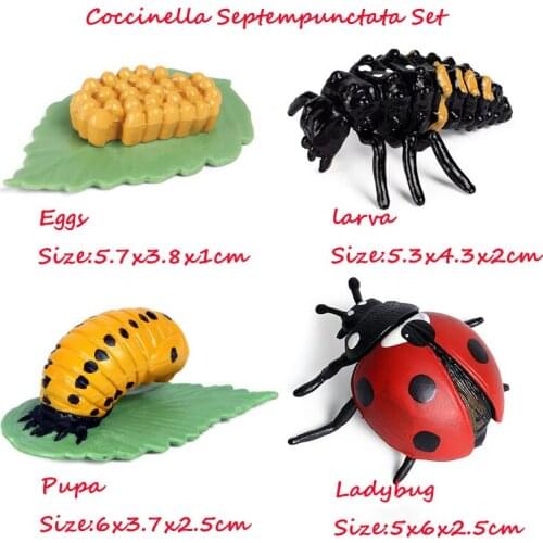 Mini Animal Growth Cycle Model Set simulation animal solid snail micro landscape garden garden landscaping decoration ornaments