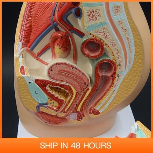 Female Pelvis Anatomy Model Uterus Anatomical Urinary System Detachable Educational Equipment Medical Tool Sciences